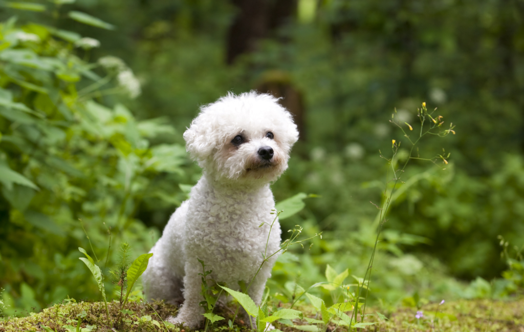 BIchon Frisé in der Natur