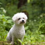 BIchon Frisé in der Natur