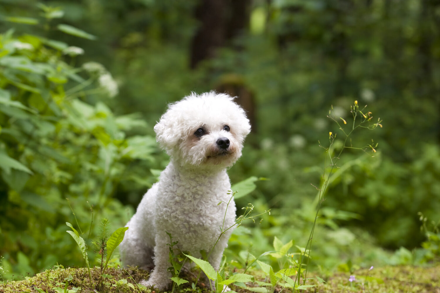Bichon Frise in der Natur