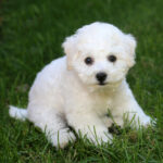 Bichon Frise Welpe