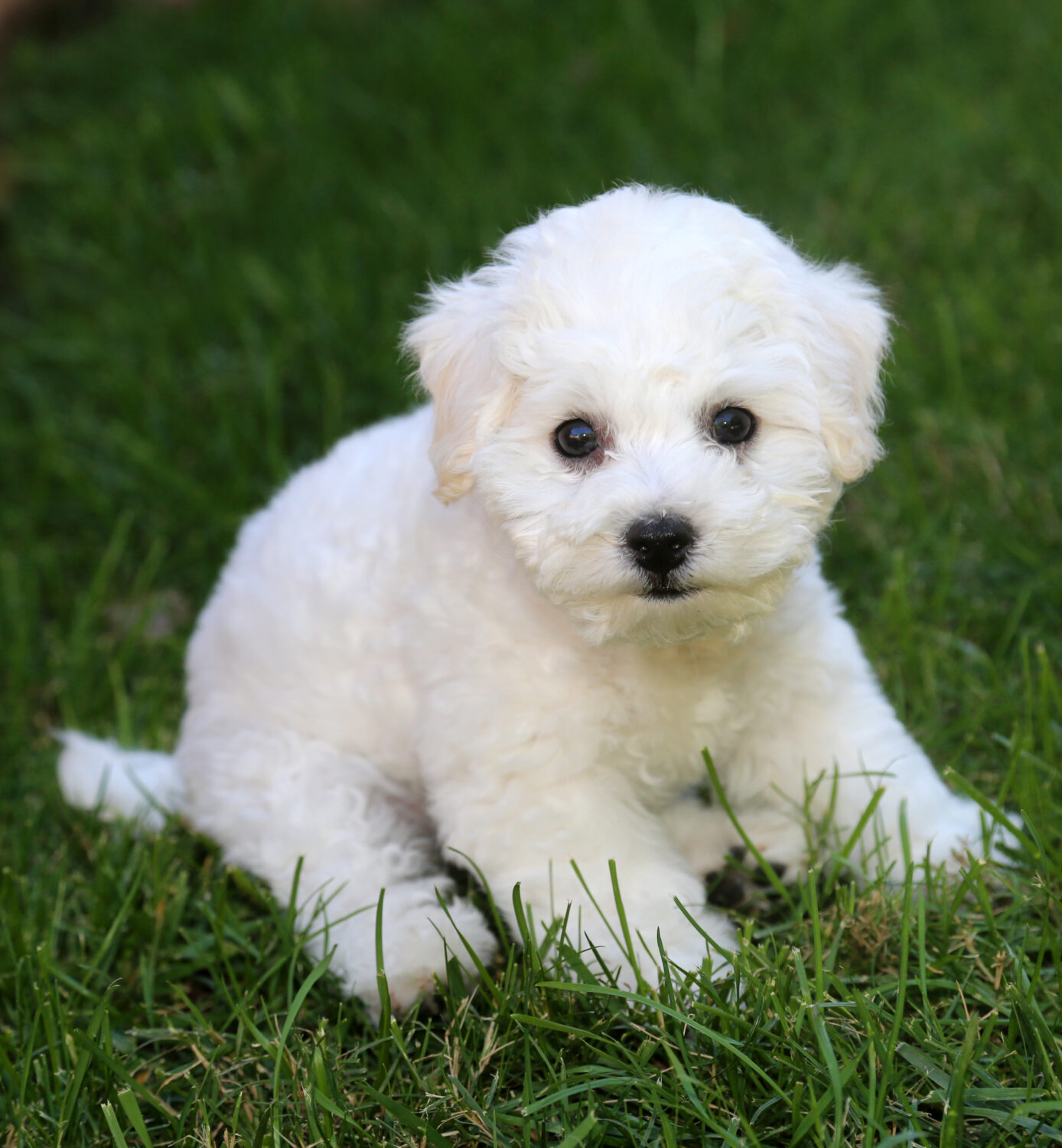 Bichon Frise Welpe