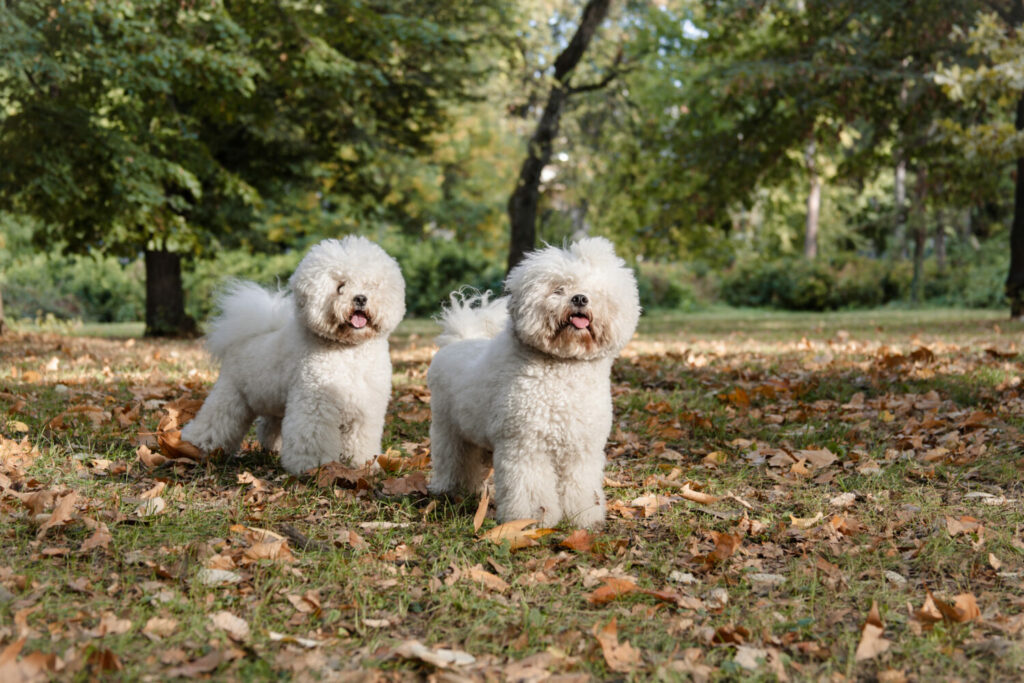 Bichon Frise zu zweit