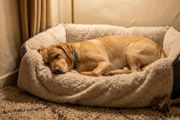 Ein goldfarbener Labrador-Mischling schläft friedlich in einem weichen, flauschigen Hundebett. Der Hund liegt eingerollt auf der Seite, die Augen sind geschlossen, und er trägt ein blaues Halsband. Das Hundebett steht in einer gemütlichen Zimmerecke auf einem dicken Teppich, beleuchtet von warmem, sanftem Licht, das eine geborgene Atmosphäre schafft.