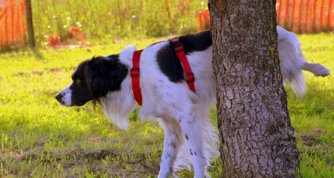 Blasensteine beim Hund Ursachen & Behandlung edogs