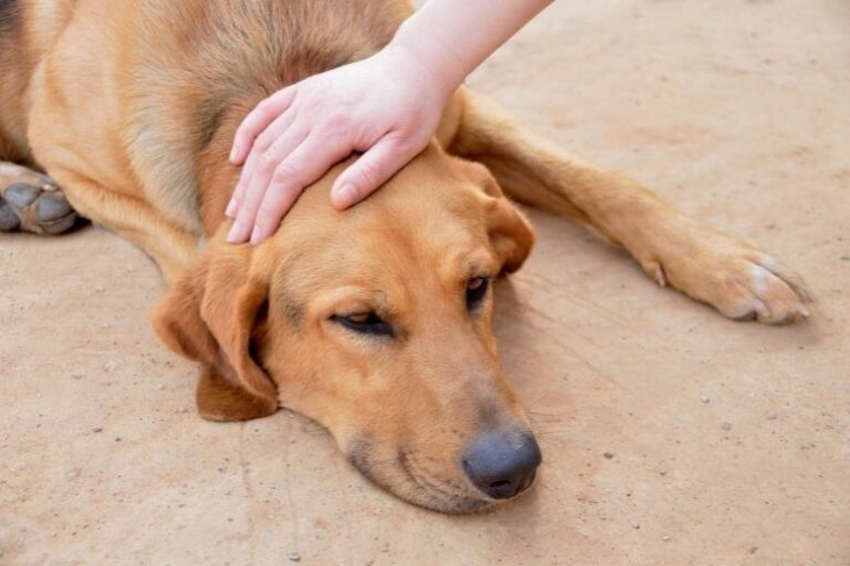 Blasensteine beim Hund – Ursachen, Arten & Behandlung