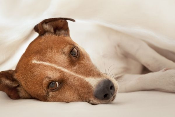 Blasensteine: Hund liegt erschöpft rum