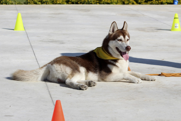 Hund in der Ausbildung