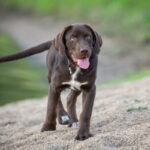 Blindenhund Labrador Retriever