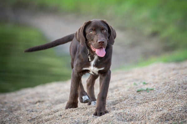 Blindenhund Labrador Retriever