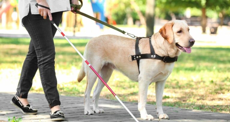 Blindenhunde: Ausbildung, Kosten und geeigneten Rassen
