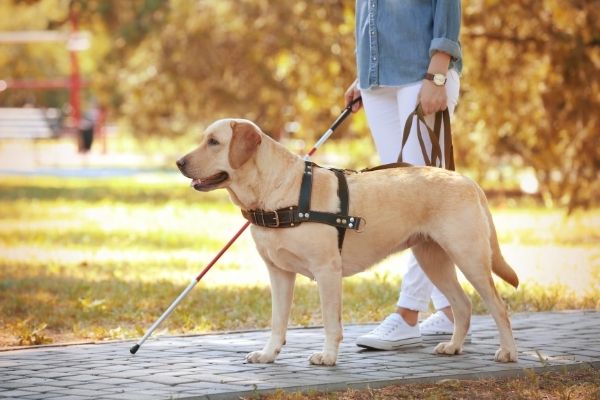 Blindenhunde im Alltag