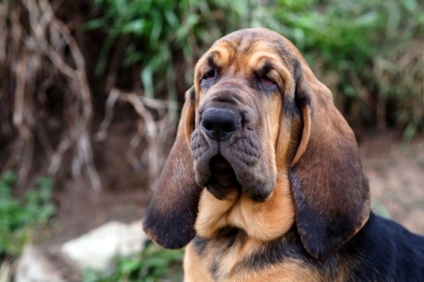 Bloodhound im Rasseportrait