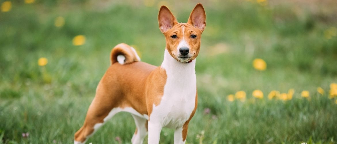 Basenji im Rasseportrait