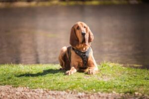 Bloodhound im Rasseportrait