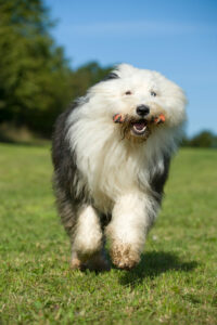 Bobtail im Auslauf
