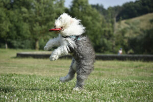 Bobtail im Sprung