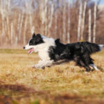 Border Collie im Auslauf