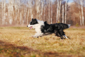 Border Collie im Auslauf