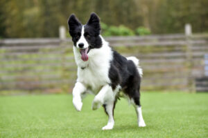 Border Collie draußen