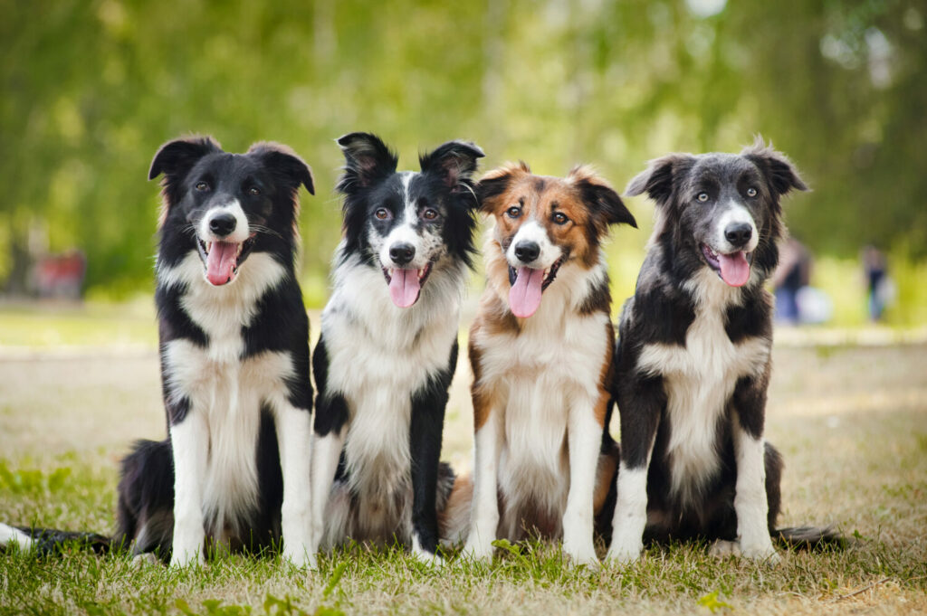 Anhängliche Hunderassen: Vier Border Collies sitzend