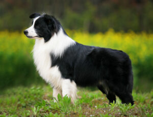 Bolder Collie