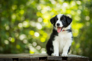 Border Collie Welpe