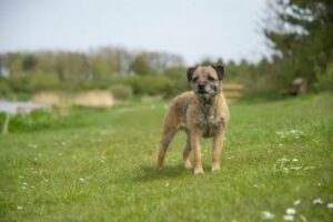 Border Terrier im Rasseportrait