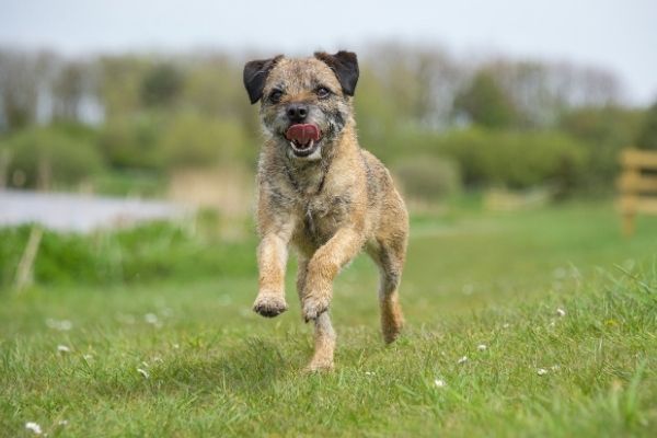 Border Terrier im Rasseportrait