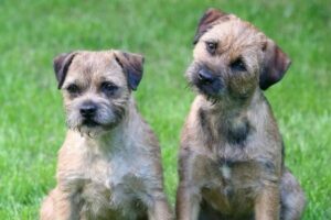 Border Terrier im Rasseportrait