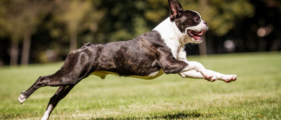 Boston Terrier Auslauf