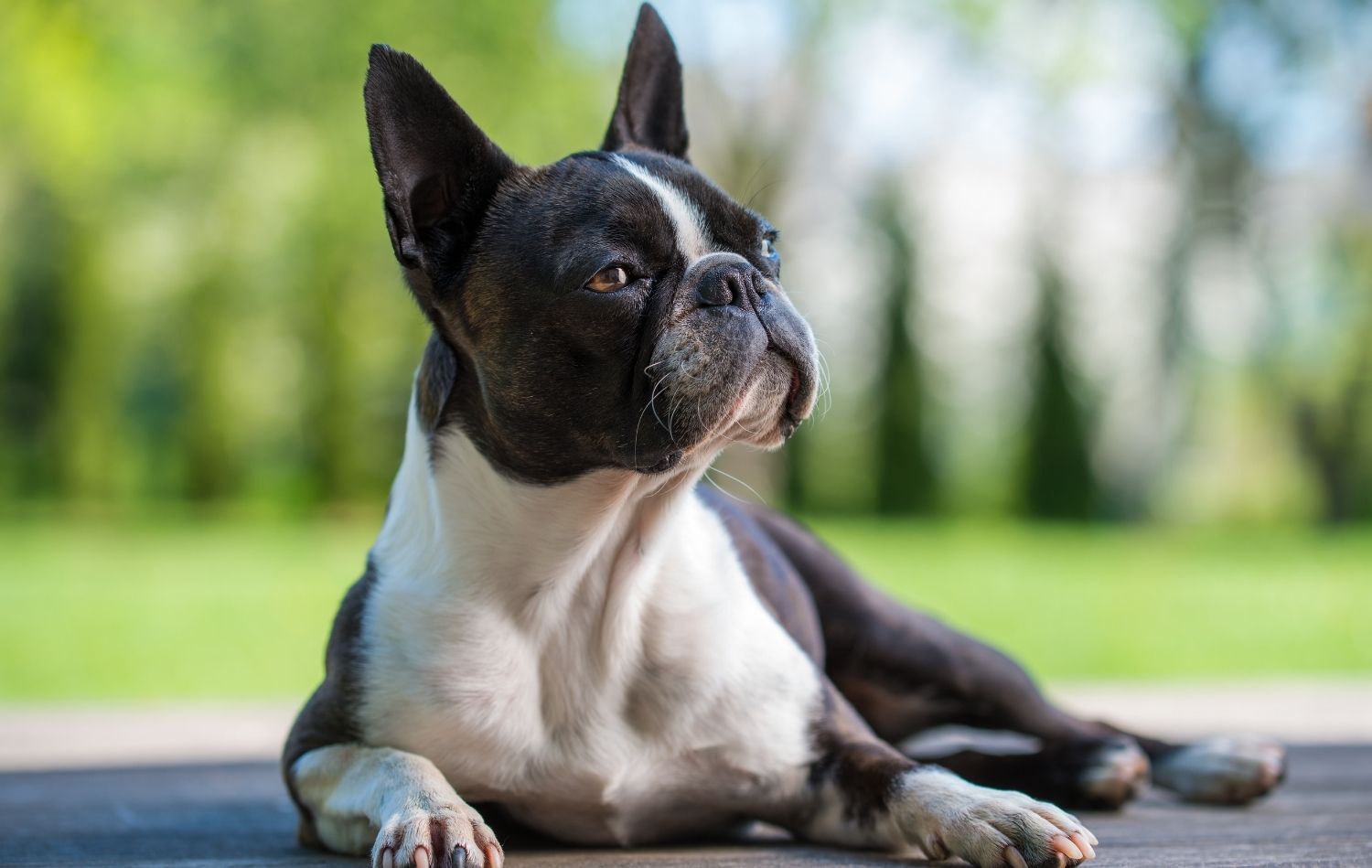 boston-terrier-draußen