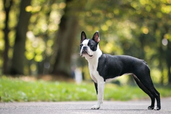 Boston Terrier von der Seite