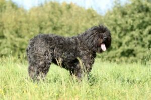 Bouvier des Flandres auf Wiese