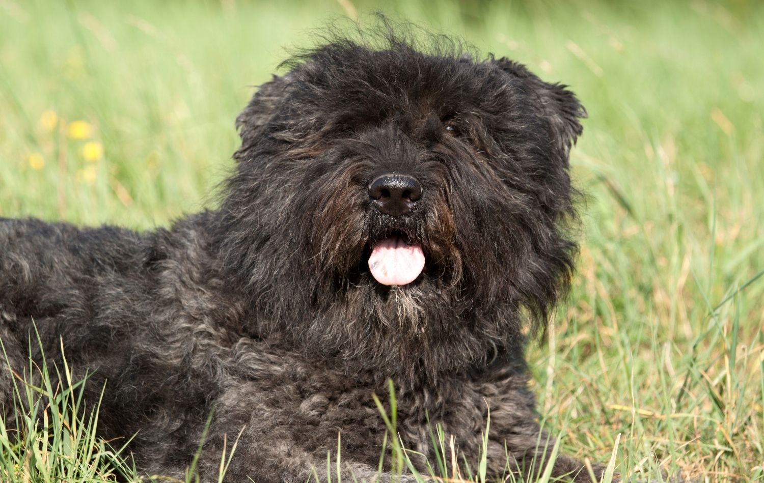 Bouvier des Flandres Gesicht