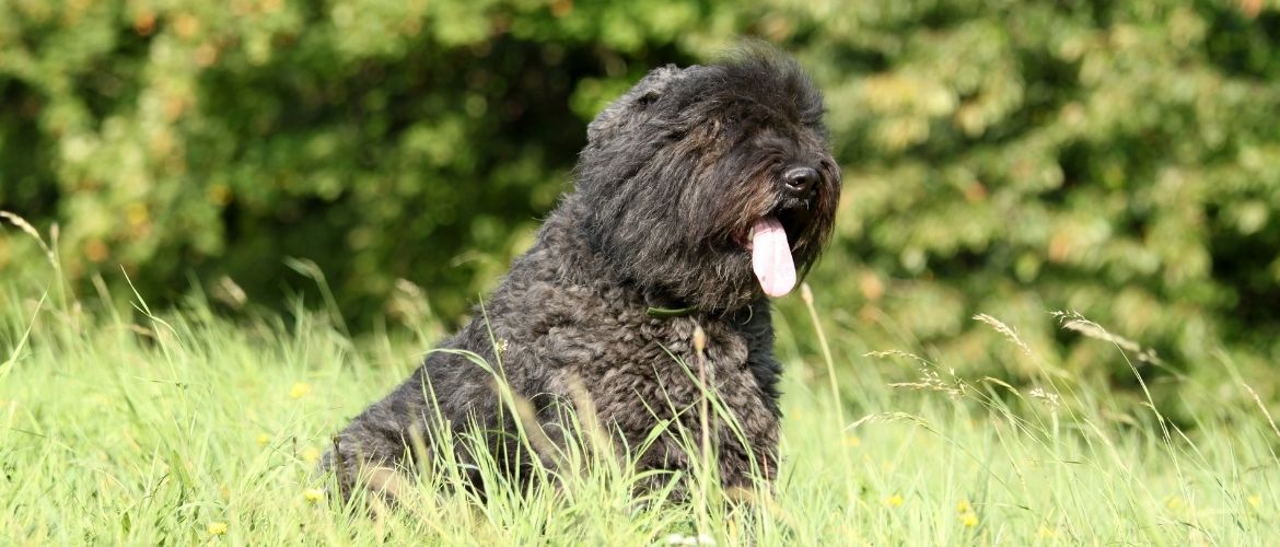 Bouvier Des Flandres Steckbrief Charakter Wesen Und Haltung
