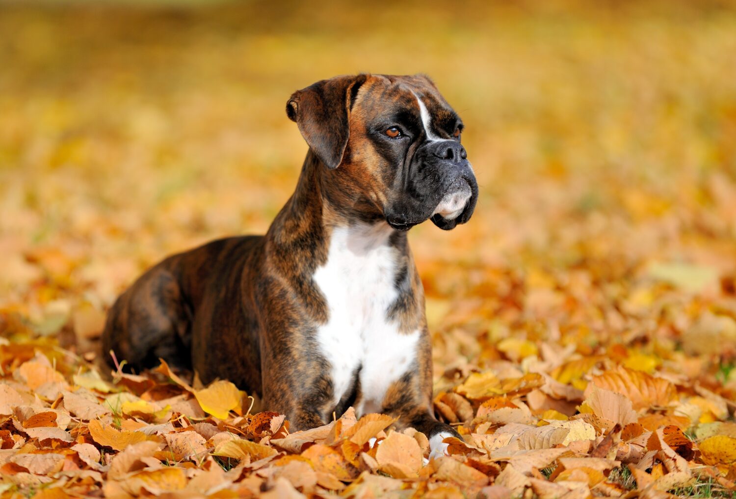 bild boxer hund