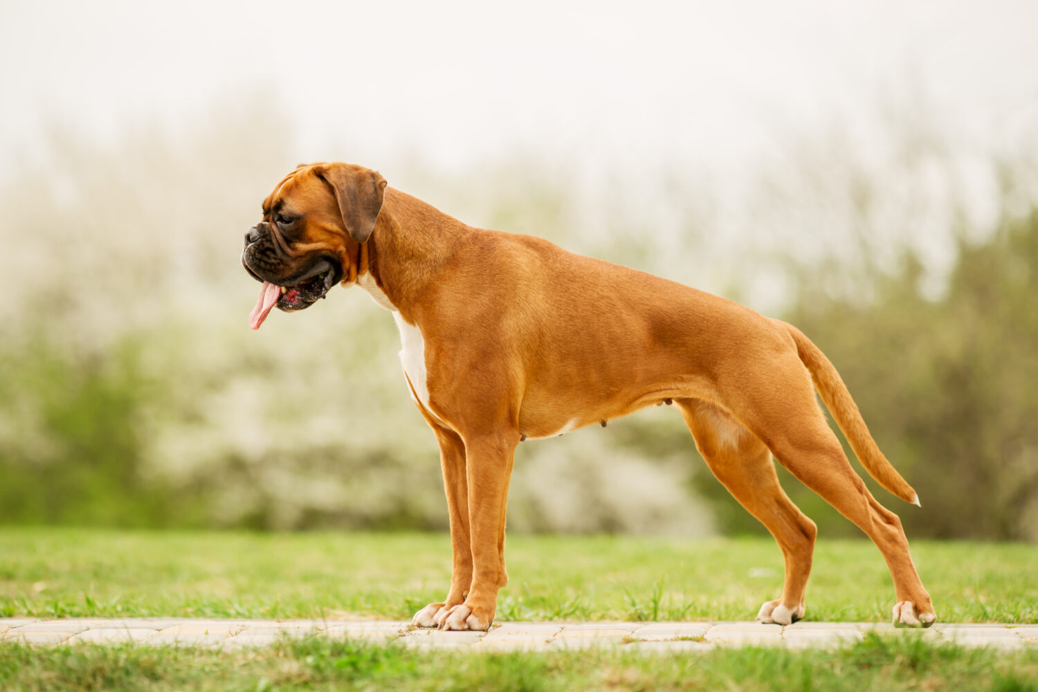 Boxer in der Natur