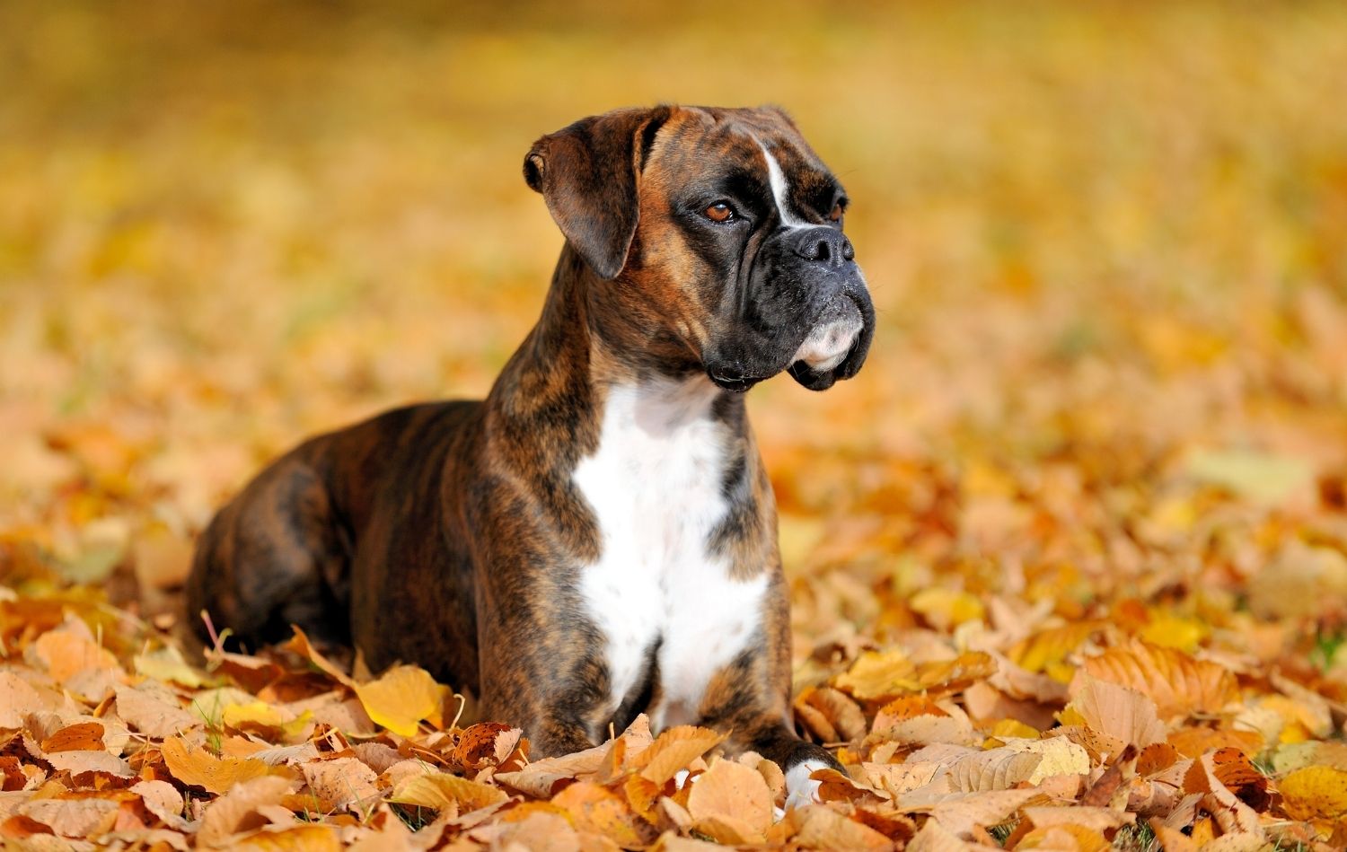 Boxer liegt auf Laub