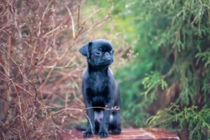 Brabanter Griffon in der Natur