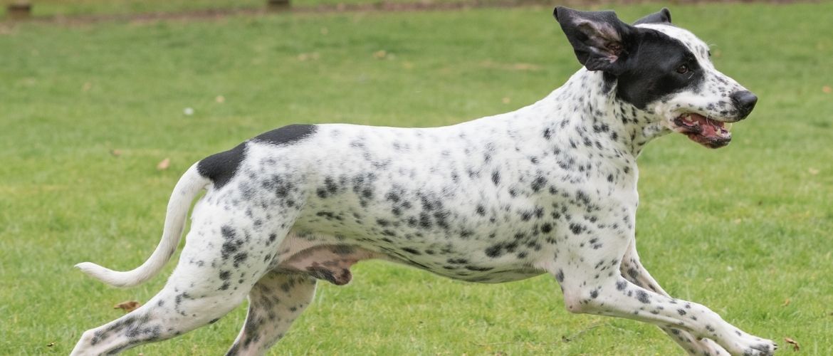 Braque d'Auvergne Steckbrief, Charakter, Wesen und Haltung