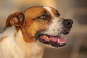 Brasilianischer Terrier Gesicht