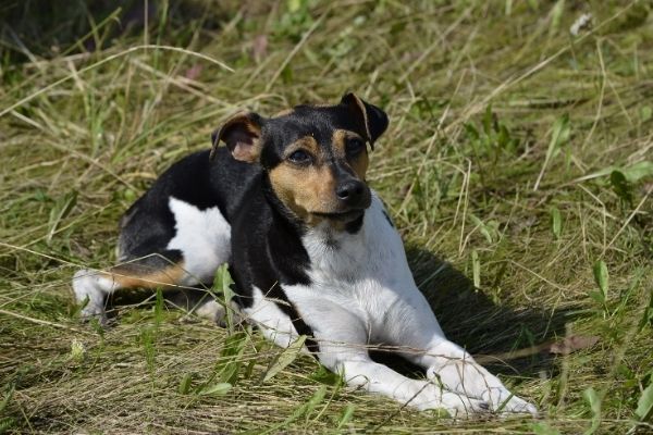 Brasilianischer Terrier im Liegen