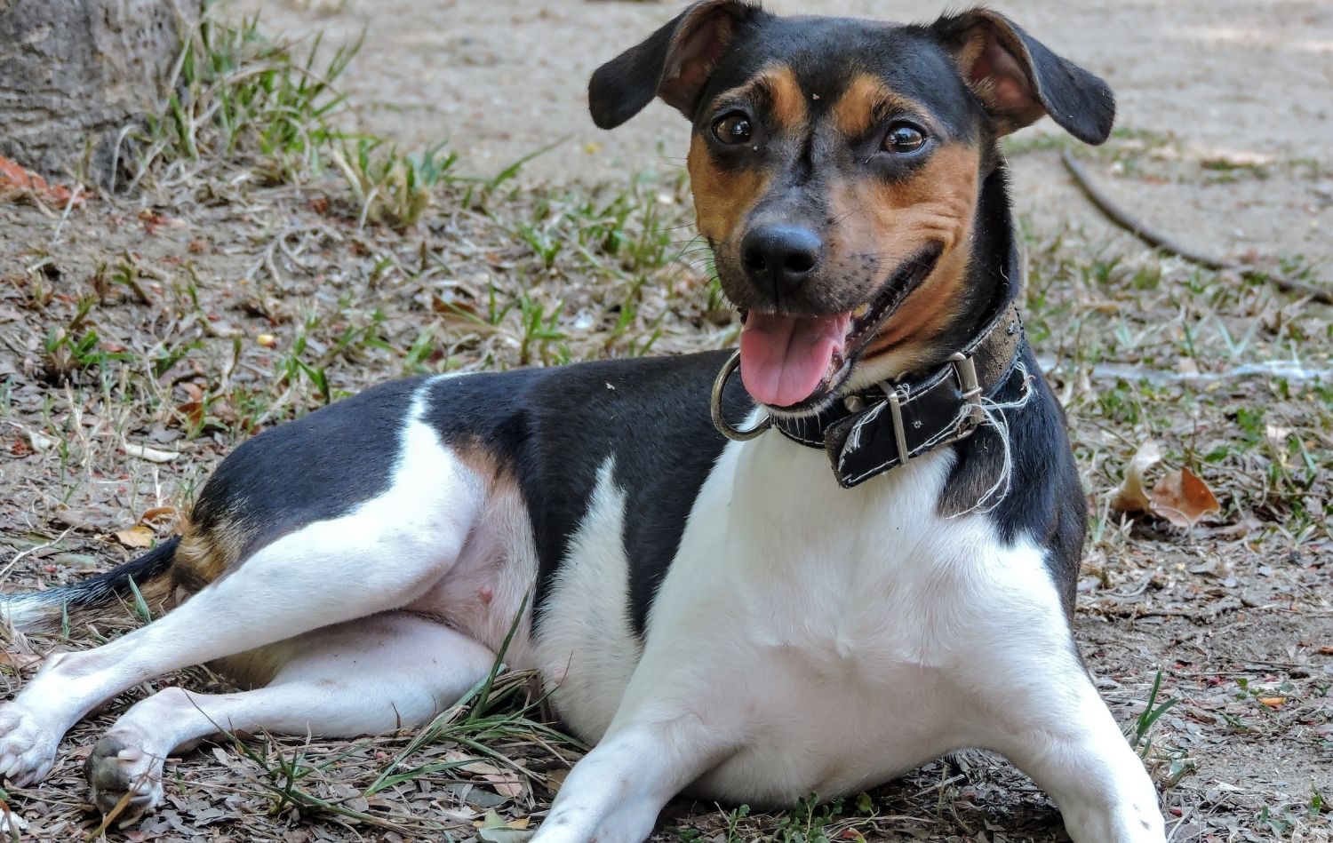 Brasilianischer Terrier in der Natur