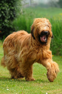 Briard Auslauf