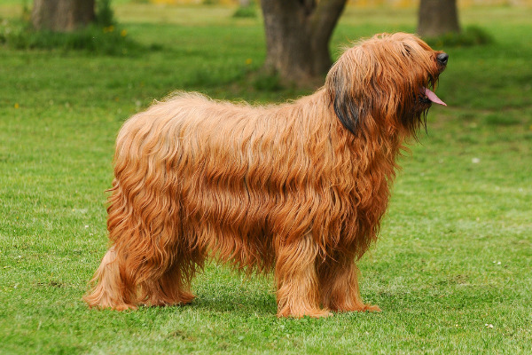 Briard von der Seite