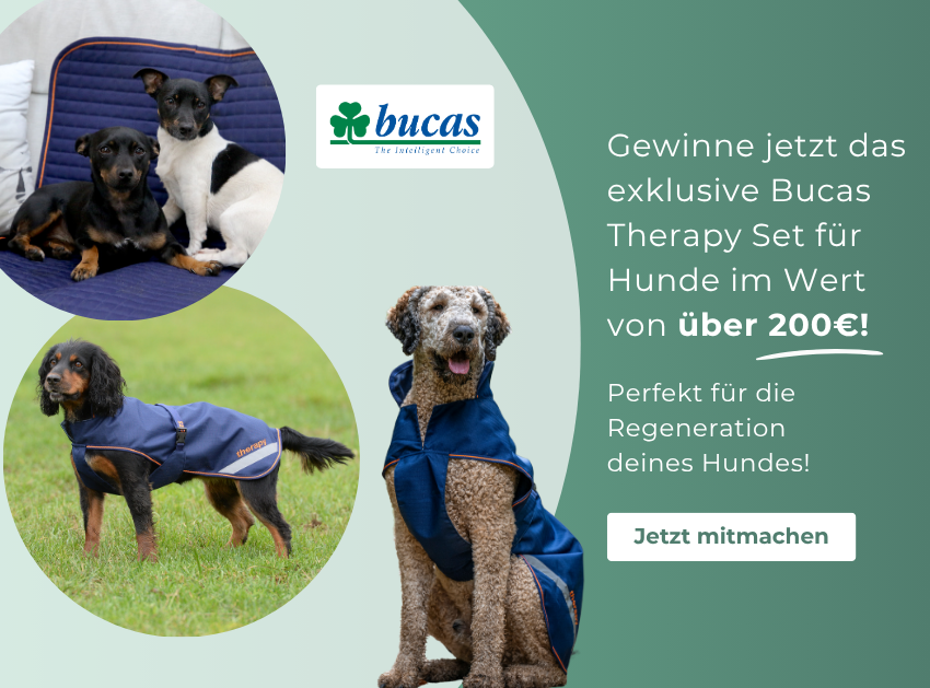 bucas gewinnspiel