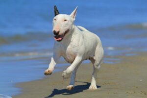 Bullterrier rennt am Strand