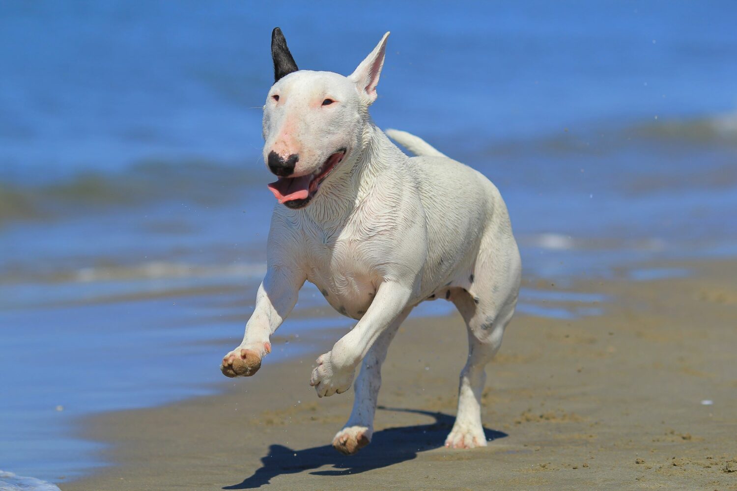 bullterrier-steckbrief-charakter-wesen-und-haltung