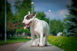 Bullterrier sind für ihre Gutmütigkeit bekannt