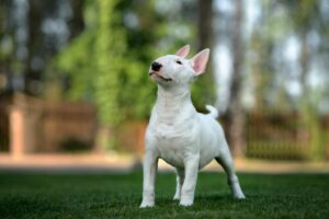 Bullterrier